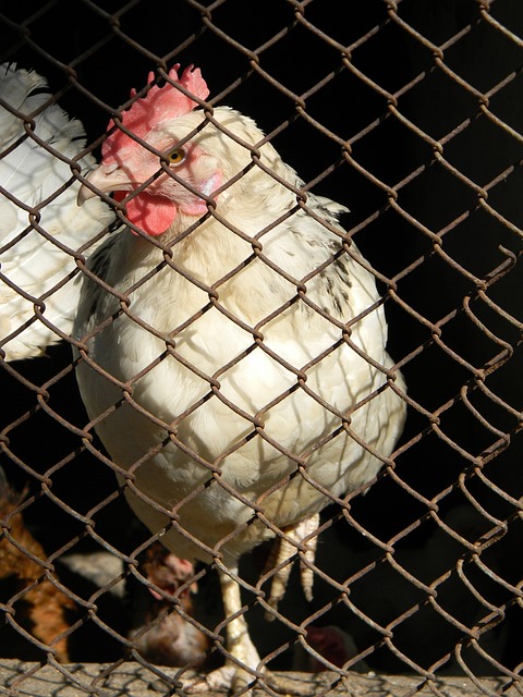 贡献和竞技 贡献和竞技